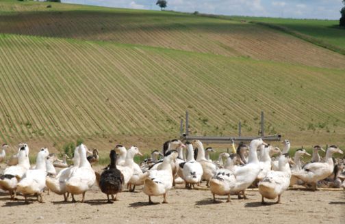 Des canards élevés pour le Grenier des Gastronomes